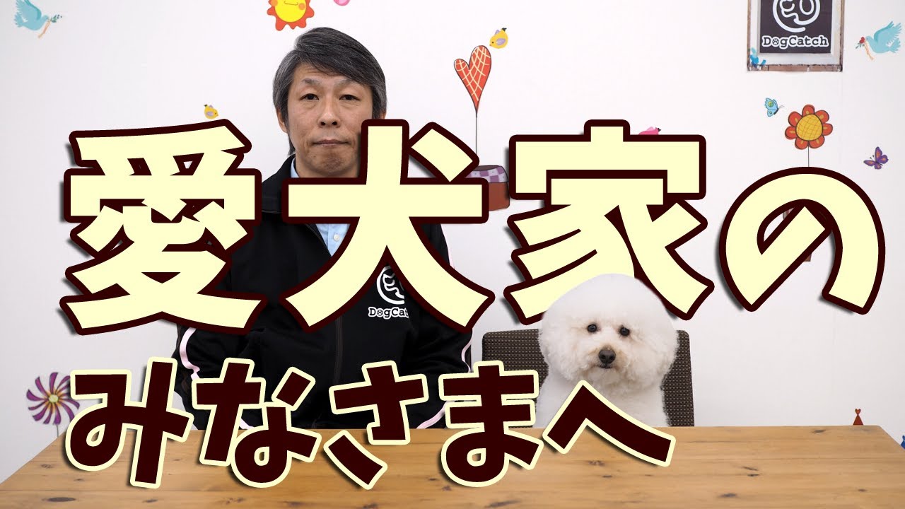 外出自粛期間中の愛犬のストレスを解消しよう Youtube 外出自粛期間中の愛犬のストレスを解消しよう Youtube