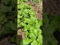 Won't be long till we are harvesting lettuce. 🥬 #gardenlettuces #beastandberryfarm