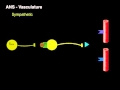 Autonomic innervation of vessels