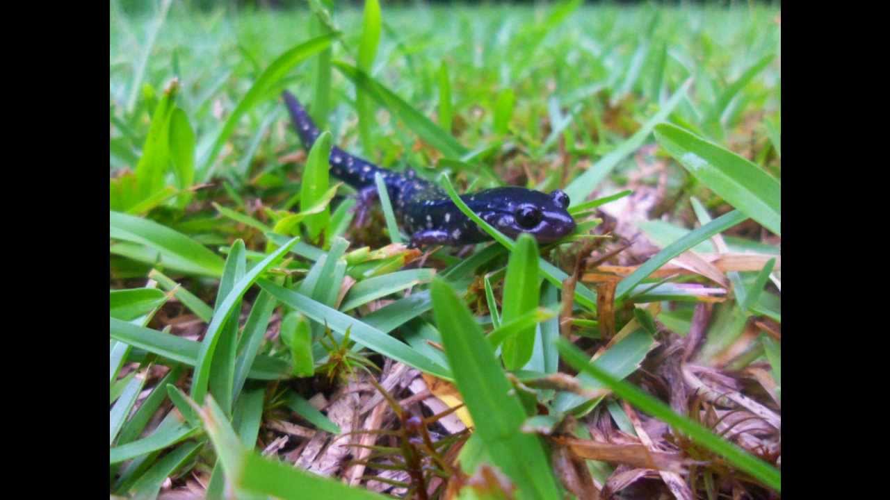 kolby allard fangraphs Slimy Salamander