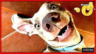 😂 When Your  Dog More Funny Than 😂 Funniest Animals of 2023 😂 Part 2