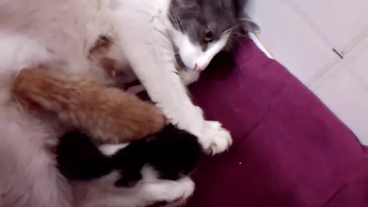 Video 1304471: japanese bobtail kittens born, litter