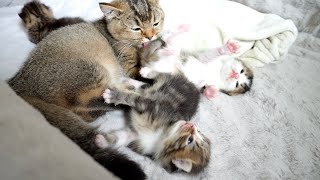 Sister cat became good at raising kittens by imitating the mother cat