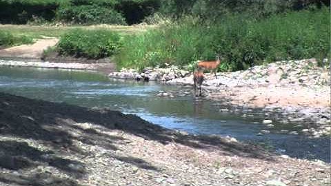 Delaware Riverkeeper Network Stream Monitor Training video