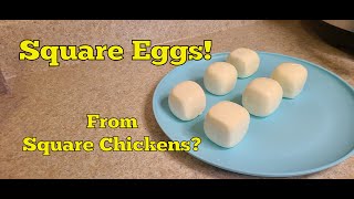 SQUARE EGGS:  Where do they come from?