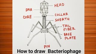 How to Draw Bacteriophage Diagram Easily / How to Draw Bacteriophage Virus Drawing / Biology