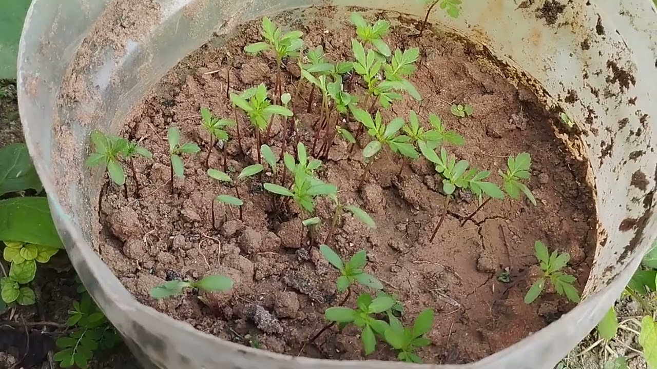 baby purple color mari gold plants😍