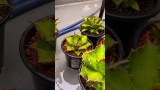 Agave 中株も良き。