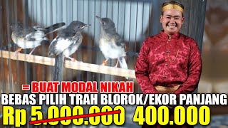 Obral Harga  700 Ekor Murai Trotol Jahat Cuma 400 Ribu Bebas Pilih Trah Blorokekor Panjang
