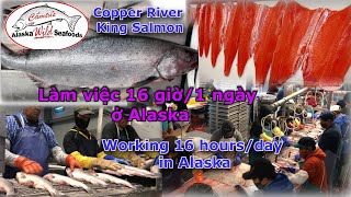 Hãng cá Hồi của người Việt làm chủ ở Alaska, USA - Camtu's AK Wild Sfd processing Salmon in Alaska