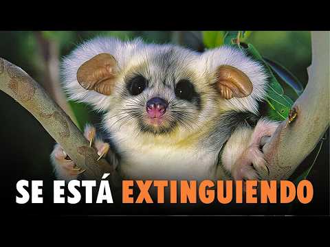 This animal has NO wings but can FLY 100 meters (and it’s disappearing)