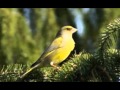 ΦΩΝΕΣ ΓΙΑ ΔΑΣΚΑΛΕΜΑ φλώρος carduelis chloris