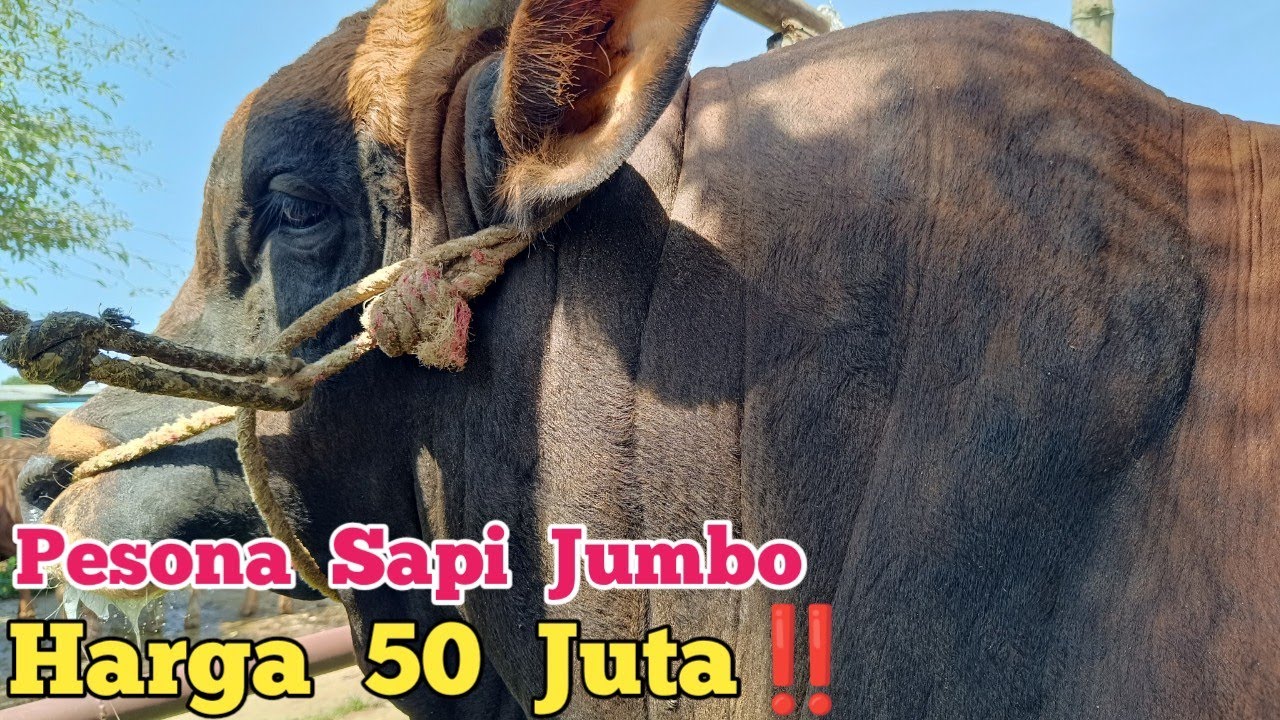 Pesona Sapi Jumbo Harga 50 Juta ‼️ Pasar Hewan Gondanglegi Malang 