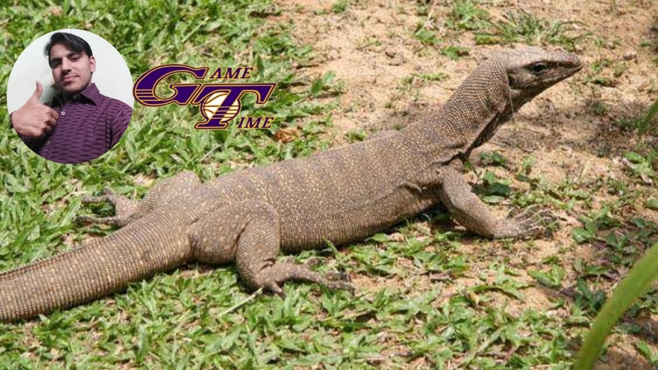Pakistan Monitor Goh Lizard In My Village Monitor Lizard YouTube Pakistan Monitor Goh Lizard In My Village Monitor Lizard YouTube
