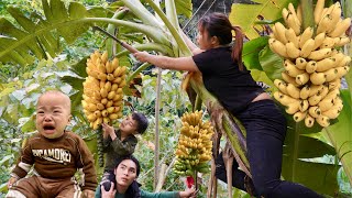 Harvest green bananas, bring them home and ripen them, farm life