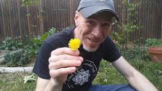 How To Make Delicious Dandelion Coffee - Best Recipe! – Karl’s Food Forest Garden: S01E097