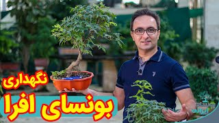 افرا بخریم یا نخریم؟! ناشنیده هایی درباره بونسای افرا | maple bonsai