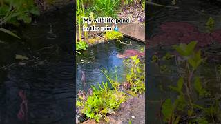 My Wildlife Pond In The Rain 😍💧