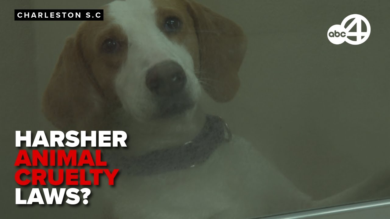 Nancy Mace's plan to end animal abuse