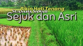 Download lagu Keindahan Alam Pedesaan | BIKIN BETAH! Suasana Sawah yang Sejuk dan Asri