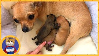 Guffy takes care of the puppies. What to do if one puppy is weak?