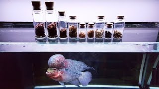 Adult Flowerhorn Foods