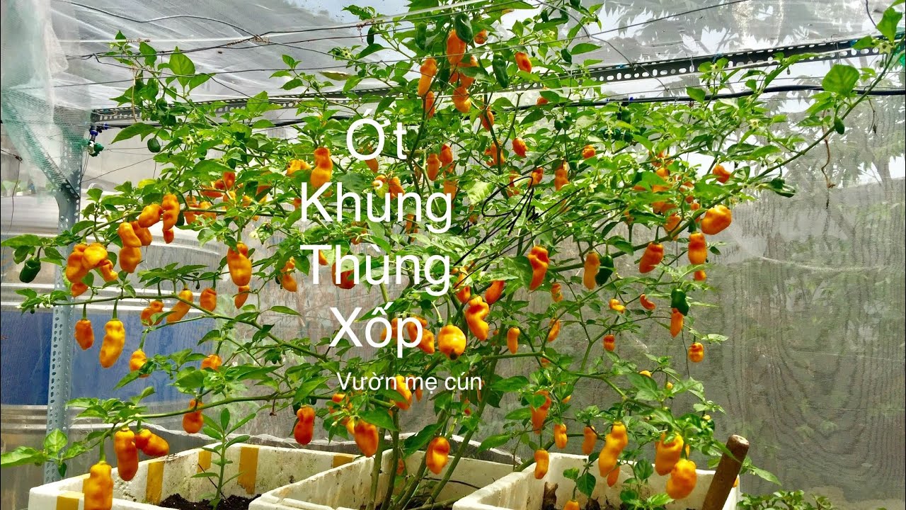 Khoe ớt khủng trồng thùng xốp. Ớt siêu cay nhất thế giới #habanero vàng ...