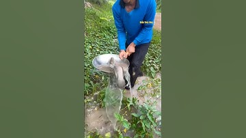 Cá Lớn - bắt Cá Lóc Khủng bằng chảo đơn giản 😱 #khacthuyvlogg