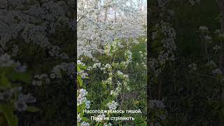 Прифронтова зона на зв'язку
