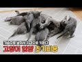 고양이 입양 초기비용! 현실을 알려드립니다 예비집사님들 주목~