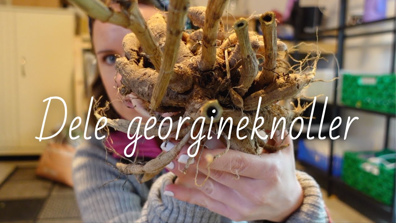 Slik deler jeg georgineknoller!