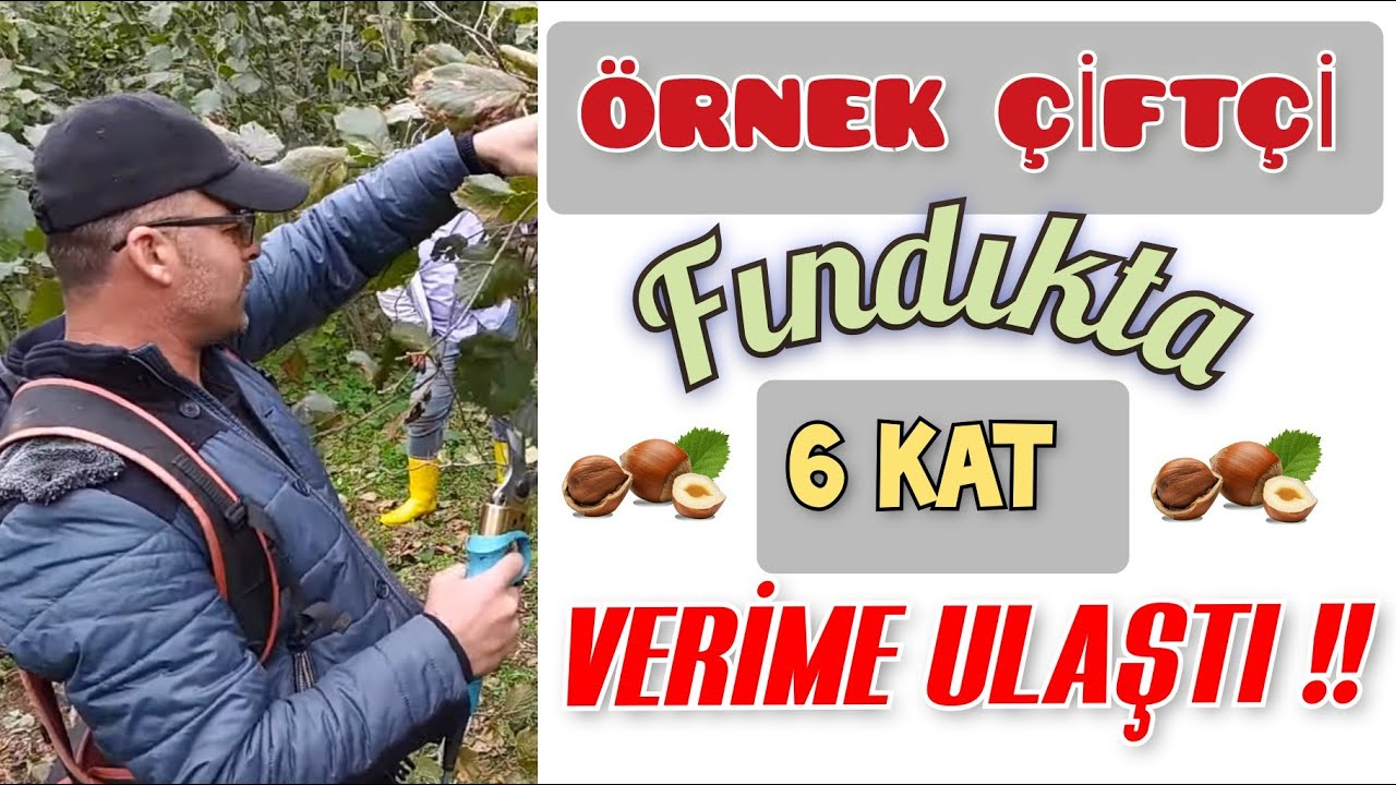 2 tona düşen FINDIK ÜRETİMİ 12 tona nasıl çıktı? Hangi yanlışlardan dönüldü ve doğrular uygulandı?