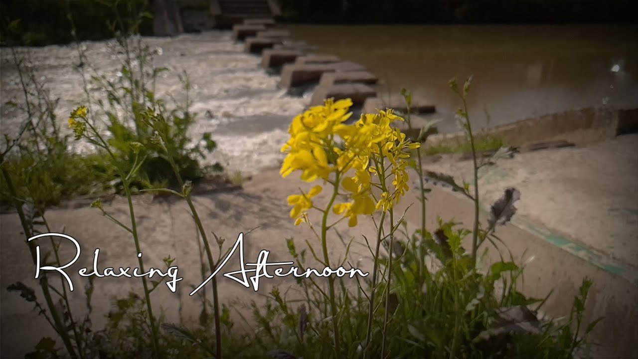 South Korea's Spring Season | Mobile Phone Cinematic B roll | Smartphone Videography