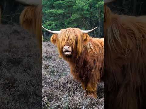 Lynnaider’s beast for Own Online Shop