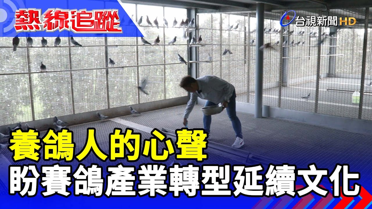 養鴿人的心聲 盼賽鴿產業轉型延續文化【熱線追蹤】