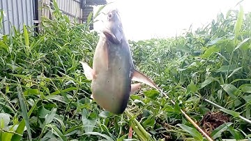 câu cá tra cá thiên nhiên cá dảnh cá chim mè vinh rô phi thật đã tay