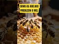 COMO AS ABELHAS PRODUZEM O MEL # ABELHAS # FLORES #NECTAR #FAVOS #melhoridade