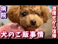 1年半かけて見つけた愛犬に合うドッグフード！【お宝映像付き♪】【ASMR】【トイプードルのコロン】