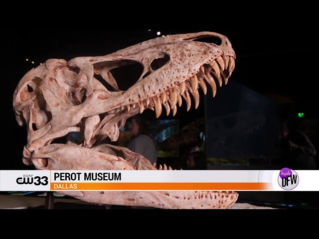 New exhibit, 'T. Rex: The Ultimate Predator' up at the Perot