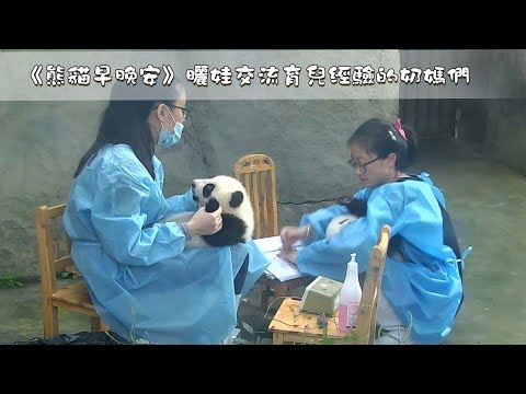 《熊貓早晚安》曬娃交流育兒經驗的奶媽們 | iPanda熊貓頻道