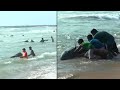 People Rush to Save 100 Whales That Washed Up on Beach