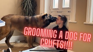 GROOMING THIS GIGANTIC BEAST IN PREPARATION FOR THE WORLD’s BIGGEST DOG SHOW  CRUFTS