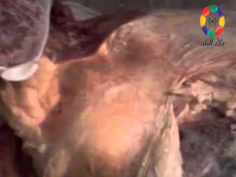 ضبط دواجن ولحوم فاسدة بمطعم شهير بالفيوم