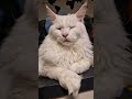 #жиза #cat #mainecoon #catlover #katze #cute #shorts #katzenliebe #pets