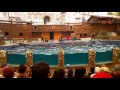Atraksi Dolphins and Friends, Taman Safari Prigen, Taman Safari Indonesia 2 (Animal Full HD)