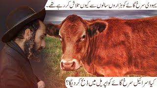 Ancient Ritual: The Red Heifer Sacrifice Explained (Israel 2024) | Strange Diary