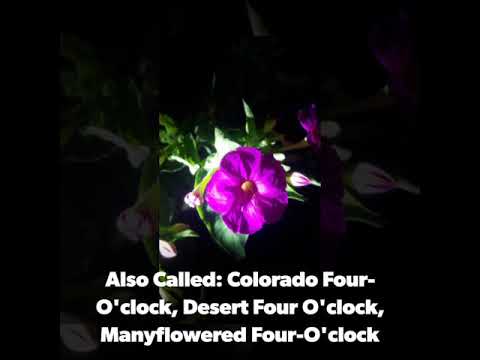 Video: Mirabilis Multifloros