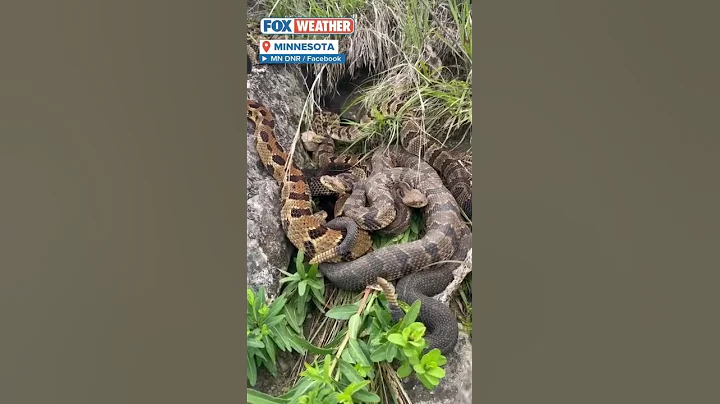 A Group Of Rare Venomous Snakes Is Found In The Rural Parts Of Southeastern Minnesota
