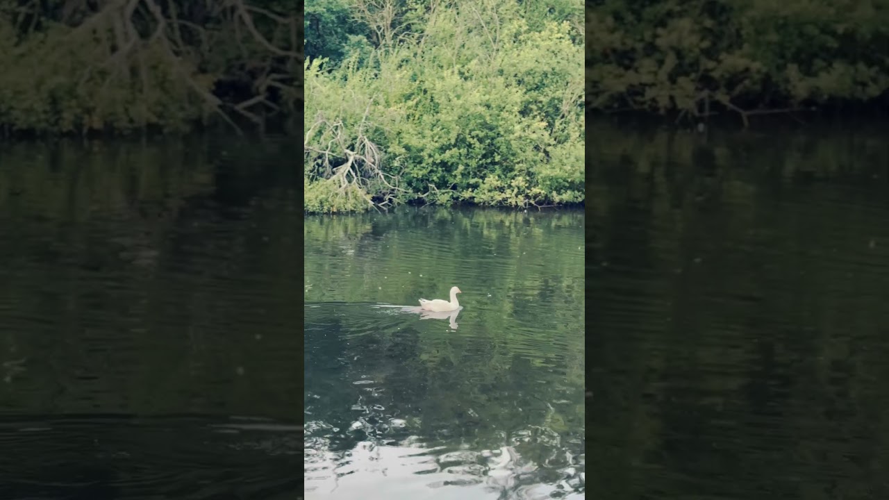 London Nature | Beautiful Pond | London Pond | Ducks Swans| ducks of london | Pond Life
