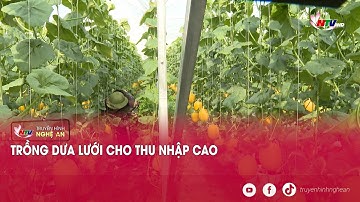 Trồng dưa lưới cho thu nhập cao
